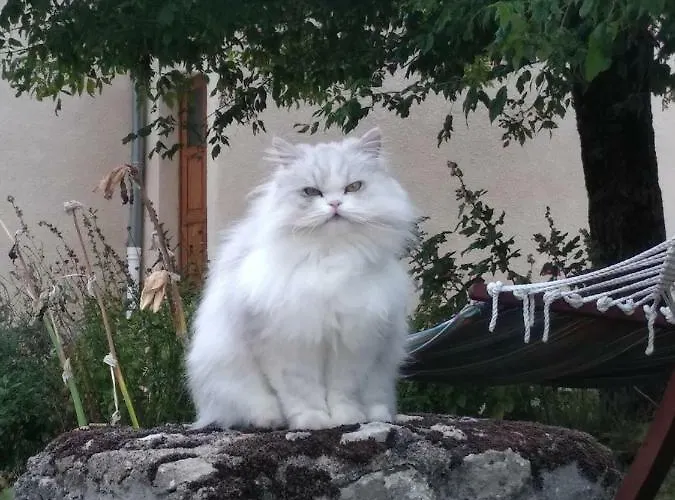 Chateau De St Alyre 4* Sanssat